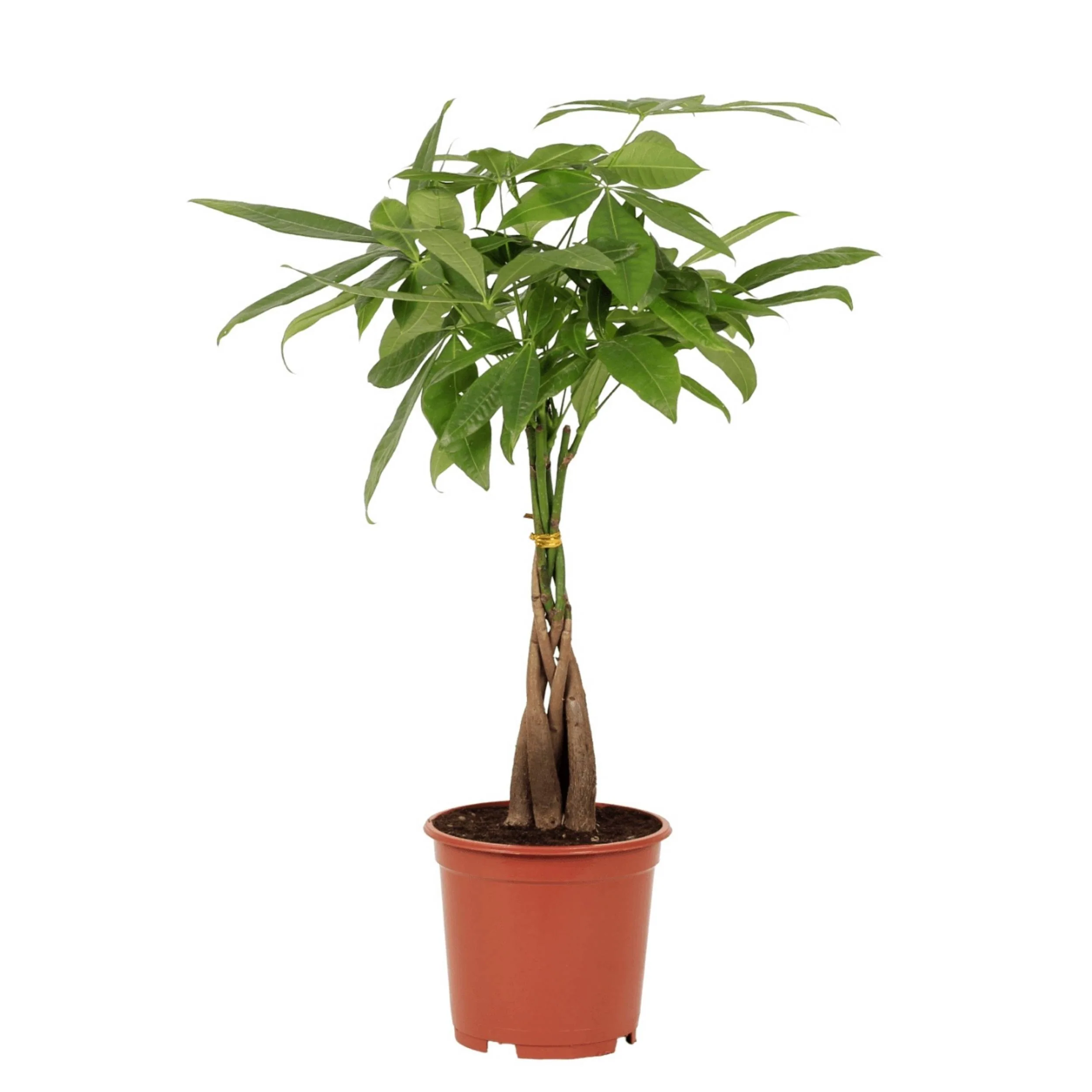 Plantas mais vendidas de interior