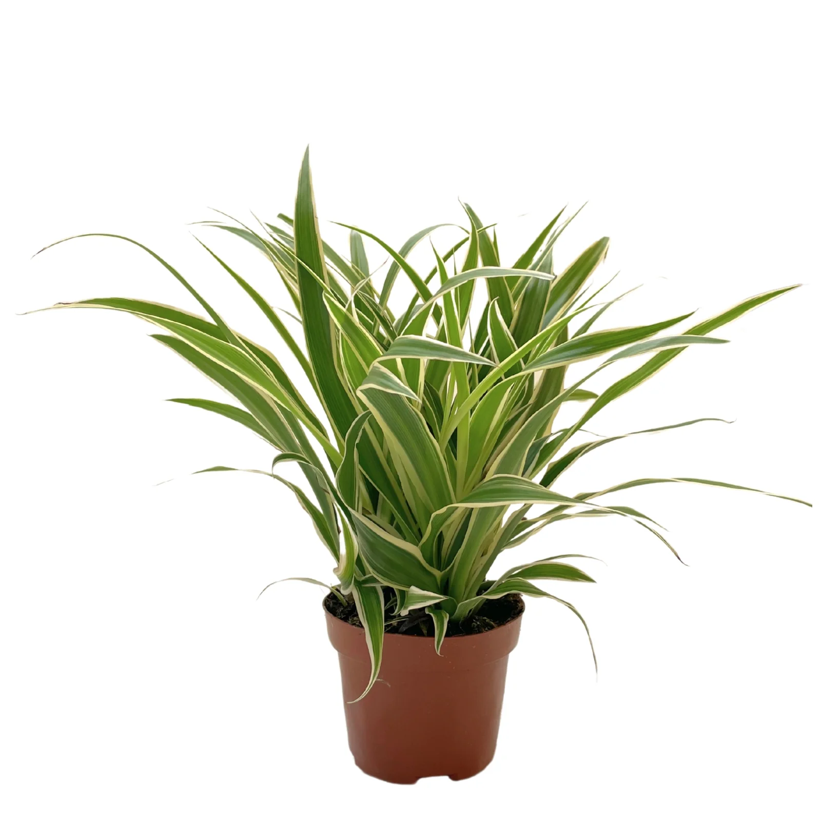 Plantas purificadoras do ar